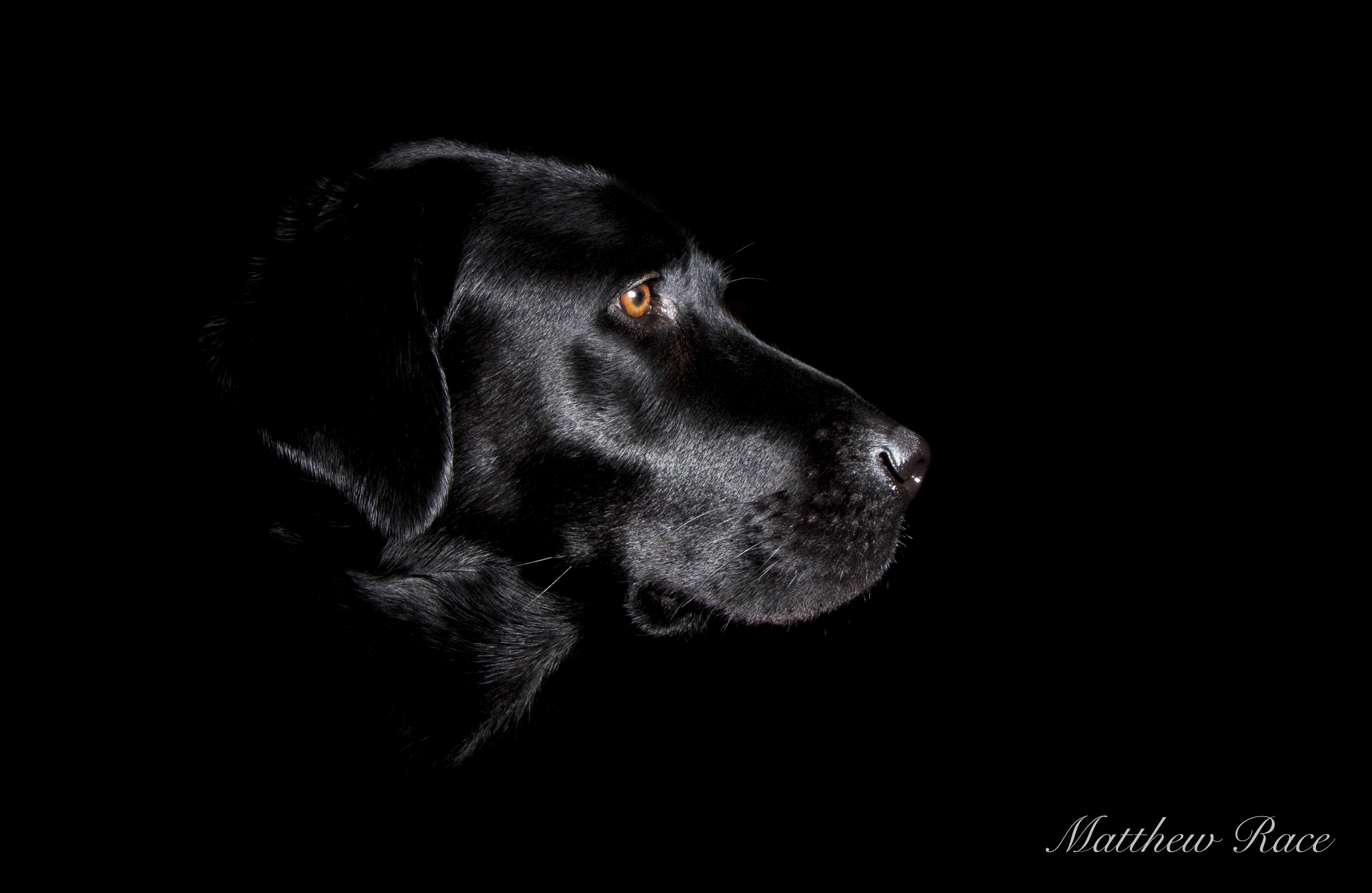 Black Labrador