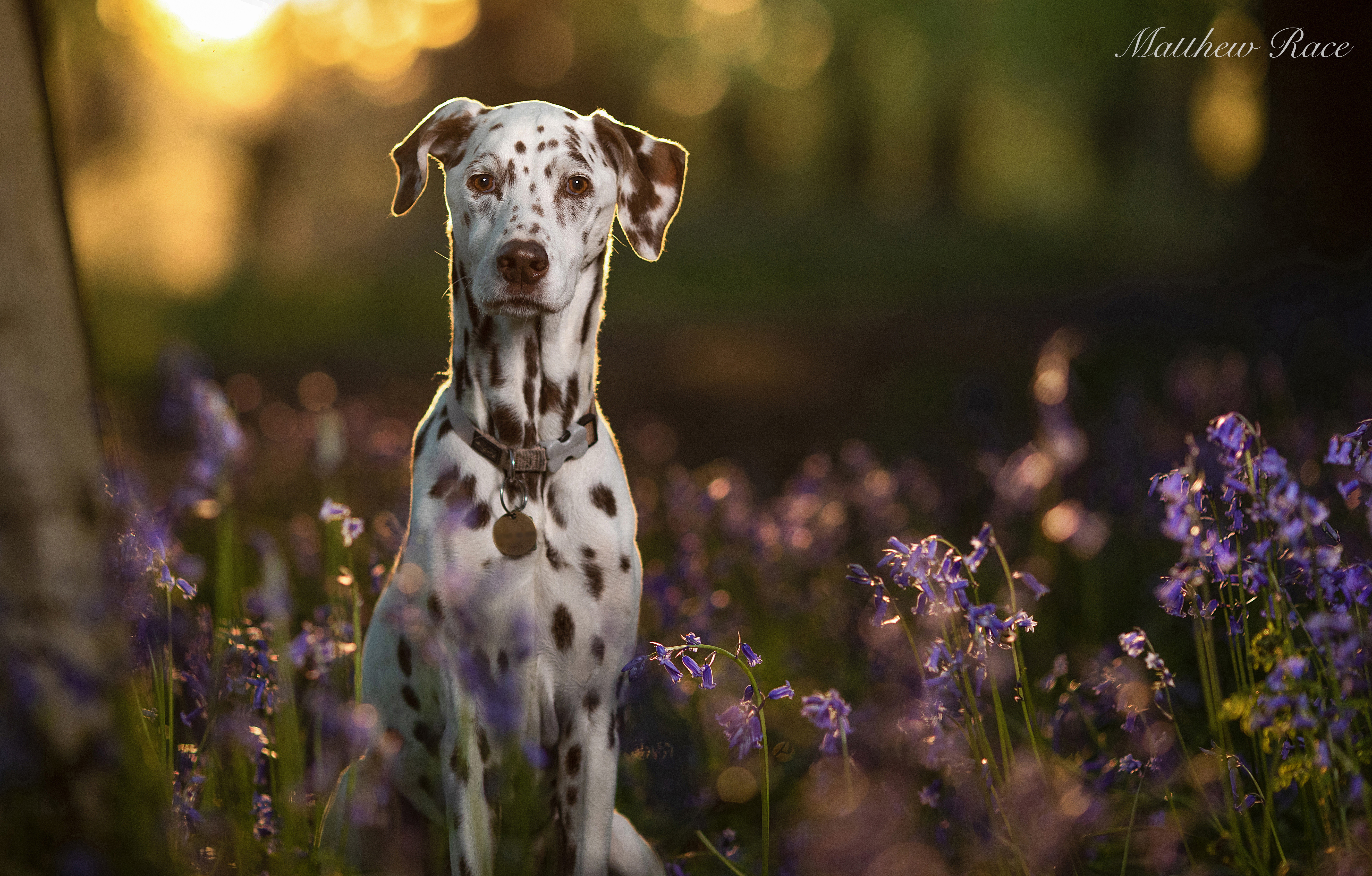 Dalmatian in bluebells at golden hour